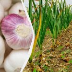 Cesnak miluje toto hnojivo: čím posypať záhony na jeseň pre