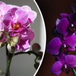 Kam s orchideami: britskí odborníci určili ideálne miesto v byte