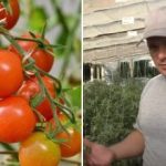 Prečo sa paradajky „zasekli“ v raste: skryté dôvody a ako